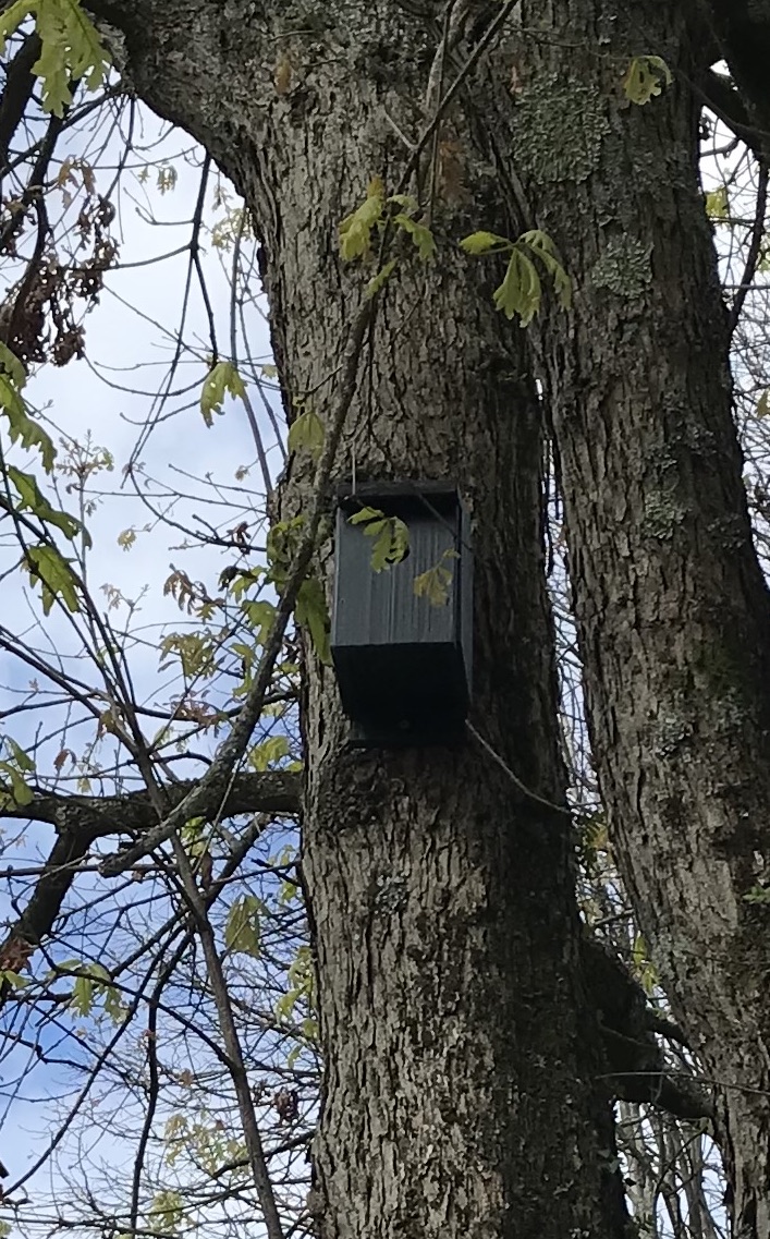 picture of nesting box
